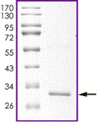 Product Element Image