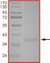 Product Element Image