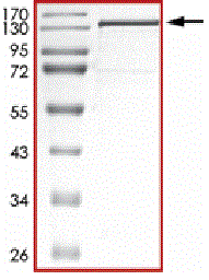 Product Element Image