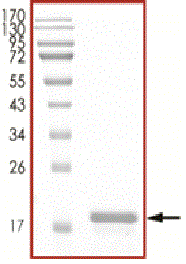 Product Element Image