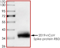 Product Element Image