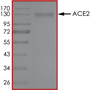 Product Element Image